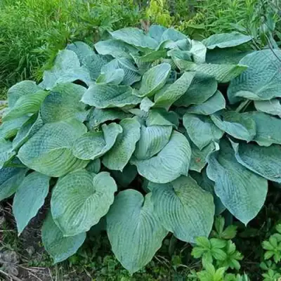 Хоста ЭЛЕГАНС Зибольда в Орше