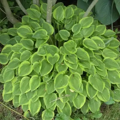 Хоста ГОЛДЕН ТИАРА в Орше