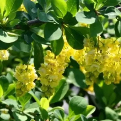 Барбарис ИНДИАН САММЕР  в Орше