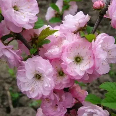 Миндаль ТРЁХЛОПАСТНЫЙ (луизеания) в Орше