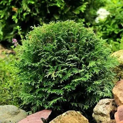 Туя ДАНИКА западная в Орше