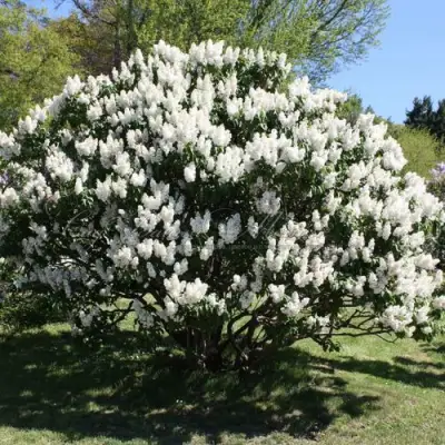 Сирень РОЧЕСТЕР в Орше