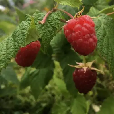 Малина КАРАМЕЛЬНАЯ в Орше