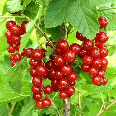 Смородина красная ФЕРТОДИ в Орше