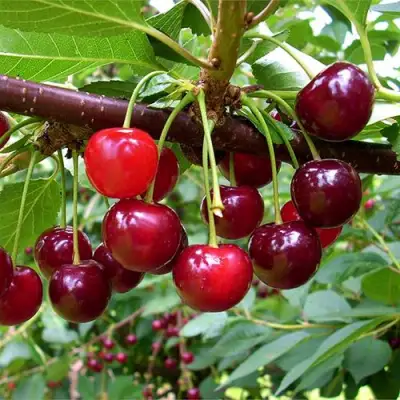 Вишня БРУСНИЦЫНА степная в Орше