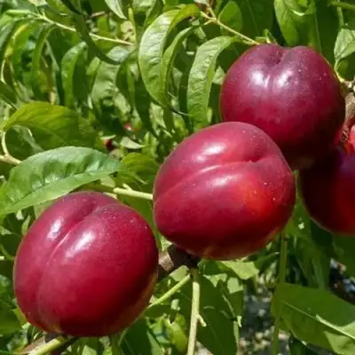 Нектарин БИГ-ТОП в Орше