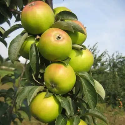 Яблоня ЛУКОМОР колонновидная в Орше