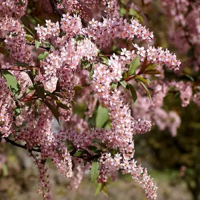 Черемуха НЕЖНОСТЬ в Орше