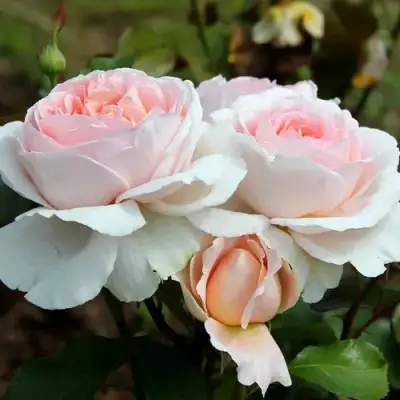 Роза АНДРЕ ЛЕ НОТР чайно-гибридная в Орше