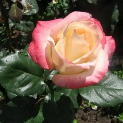 Роза БЕЛА ПЕРЛА чайно-гибридная в Орше