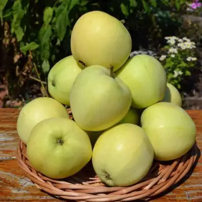 Яблоня ПАПИРОВКА в Орше