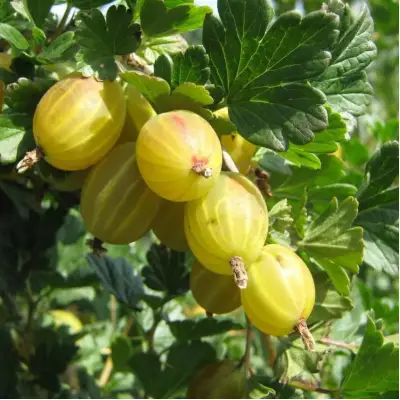 Крыжовник БЕРИЛЛ в Орше