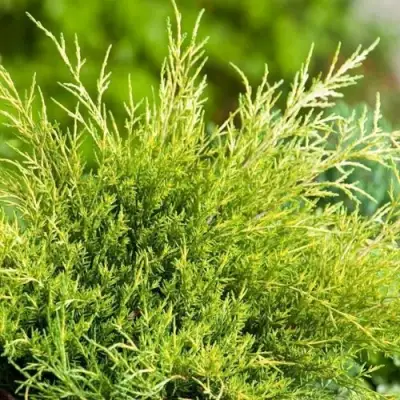 Можжевельник ОЛД ГОЛД средний в Орше