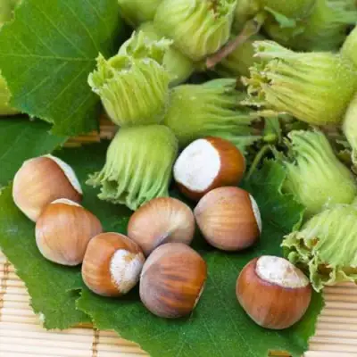 Фундук КРЕПКИЙ ОРЕШЕК в Орше