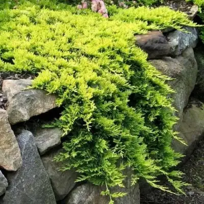 Можжевельник ГОЛДЕН КАРПЕТ горизонтальный  в Орше