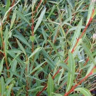 Ива НАНА пурпурная в Орше