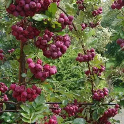 Рябина ДЕСЕРТНАЯ МИЧУРИНА сладкоплодная в Орше