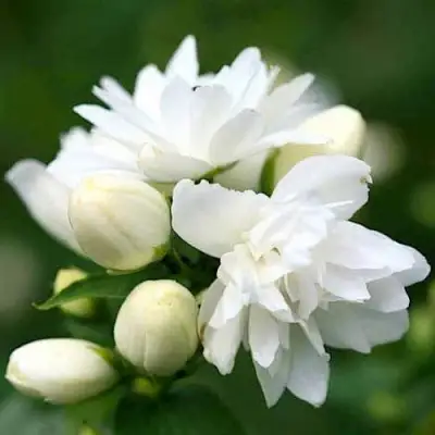 Жасмин ШНЕЕШТРУМ в Орше