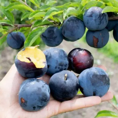 Слива ДОФИ САНДРА в Орше