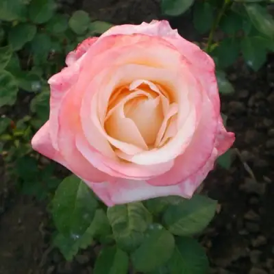 Роза БЕЛА ПЕРЛА чайно-гибридная в Орше