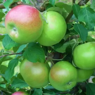 Яблоня НАВАВИТА в Орше