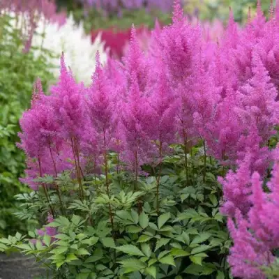 Астильба АМЕТИСТ Арендса в Орше