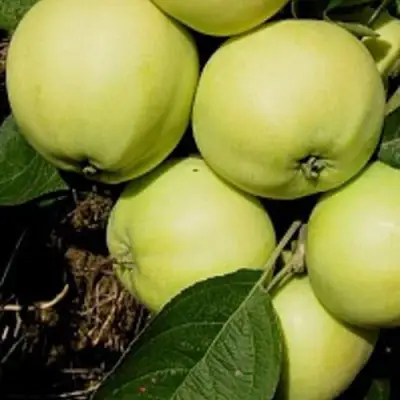 Яблоня ПАПИРОВКА в Орше