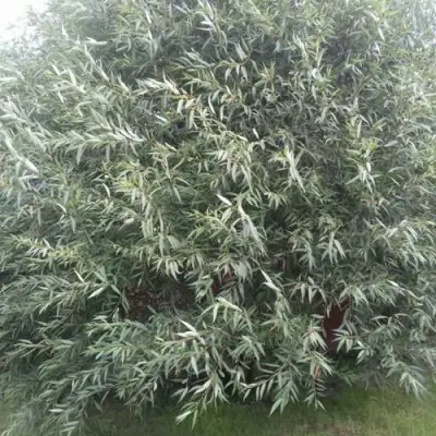 Ива СЕРЕБРИСТАЯ в Орше