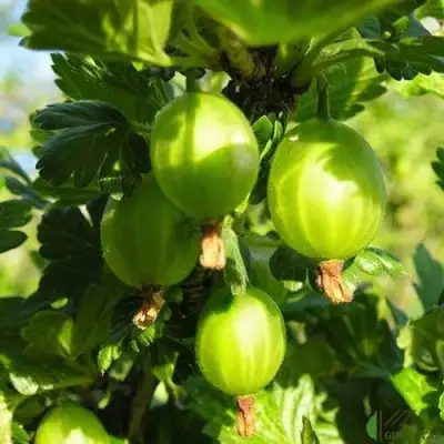 Крыжовник МАЛАХИТ в Орше