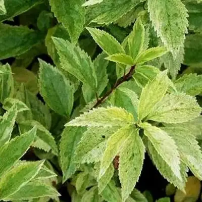 Форзиция ЛЕДНОГОРА промежуточная в Орше