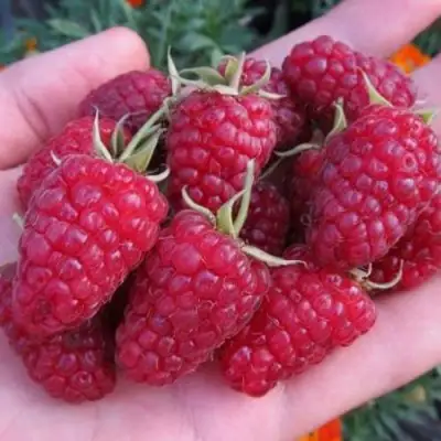 Малина МОСКОВСКИЙ ВЕЛИКАН в Орше