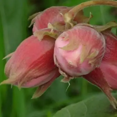 Фундук АКАДЕМИК ЯБЛОКОВ в Орше