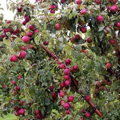 Яблоня ЛОБО в Орше