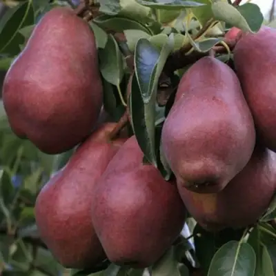 саженцы груши Ред Вильямс