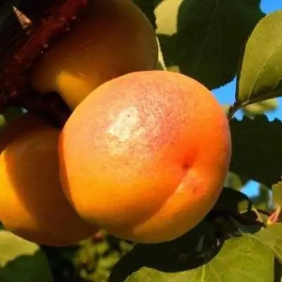 Абрикос СПАДЧЫНА в Орше