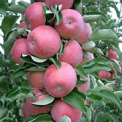 Яблоня АНТЕЙ КИЕВСКИЙ колонновидная в Орше