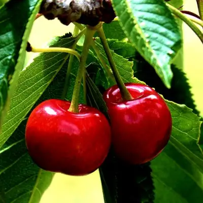 Вишня НИКА в Орше