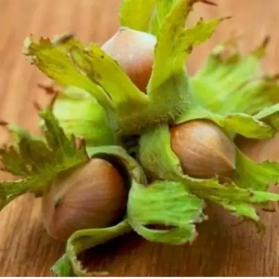 Фундук ГИГАНТ ТАМБОВСКИЙ в Орше