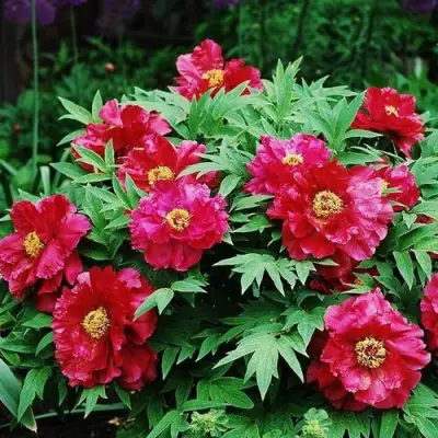 Пион КРАСНЫЙ ЛОТОС древовидный в Орше