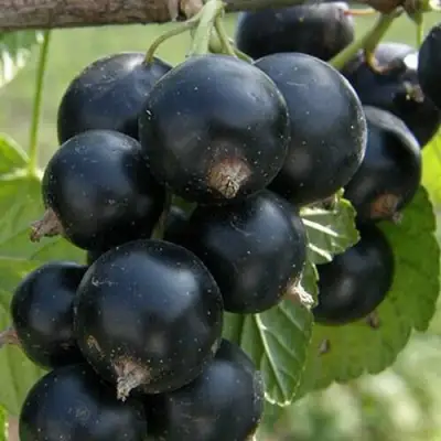Смородина черная КЛУССОНОВСКАЯ в Орше