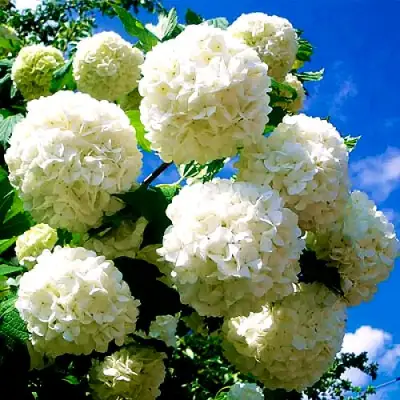 Калина БУЛЬДЕНЕЖ в Орше