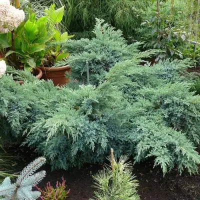 Можжевельник БЛЮ ШВЕД (СВИД) чешуйчатый в Орше