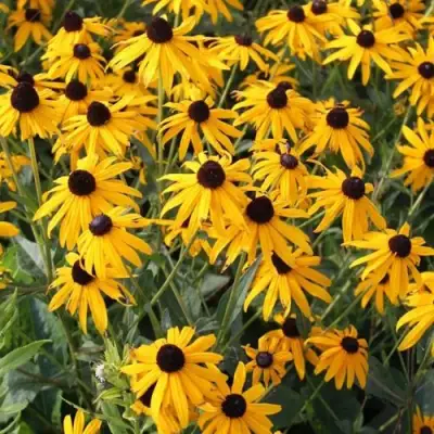 Рудбекия блестящая в Орше