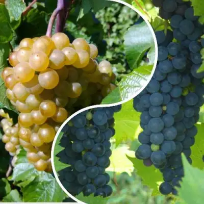 Комплект ИНЬ-ЯНЬ в Орше