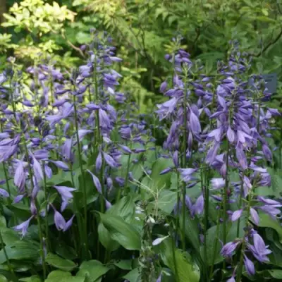 Хоста ГАРРИ ВАН ТРИЕР в Орше