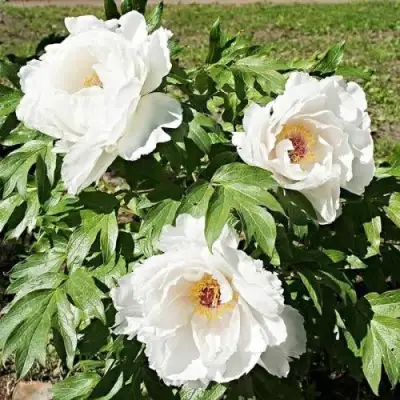 Пион ЛЕТНИЙ ДВОРЕЦ древовидный в Орше