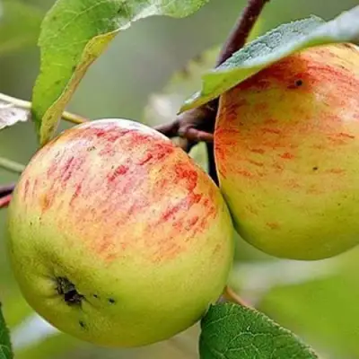 Яблоня РАНЕТКА (КОРОБОВКА) в Орше