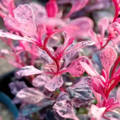 Барбарис РОУЗ ГЛОУ тунберга в Орше