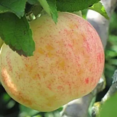 Яблоня ЛЕТНЕЕ СЛАДКОЕ в Орше