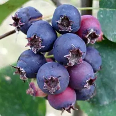 Ирга SLEYT в Орше